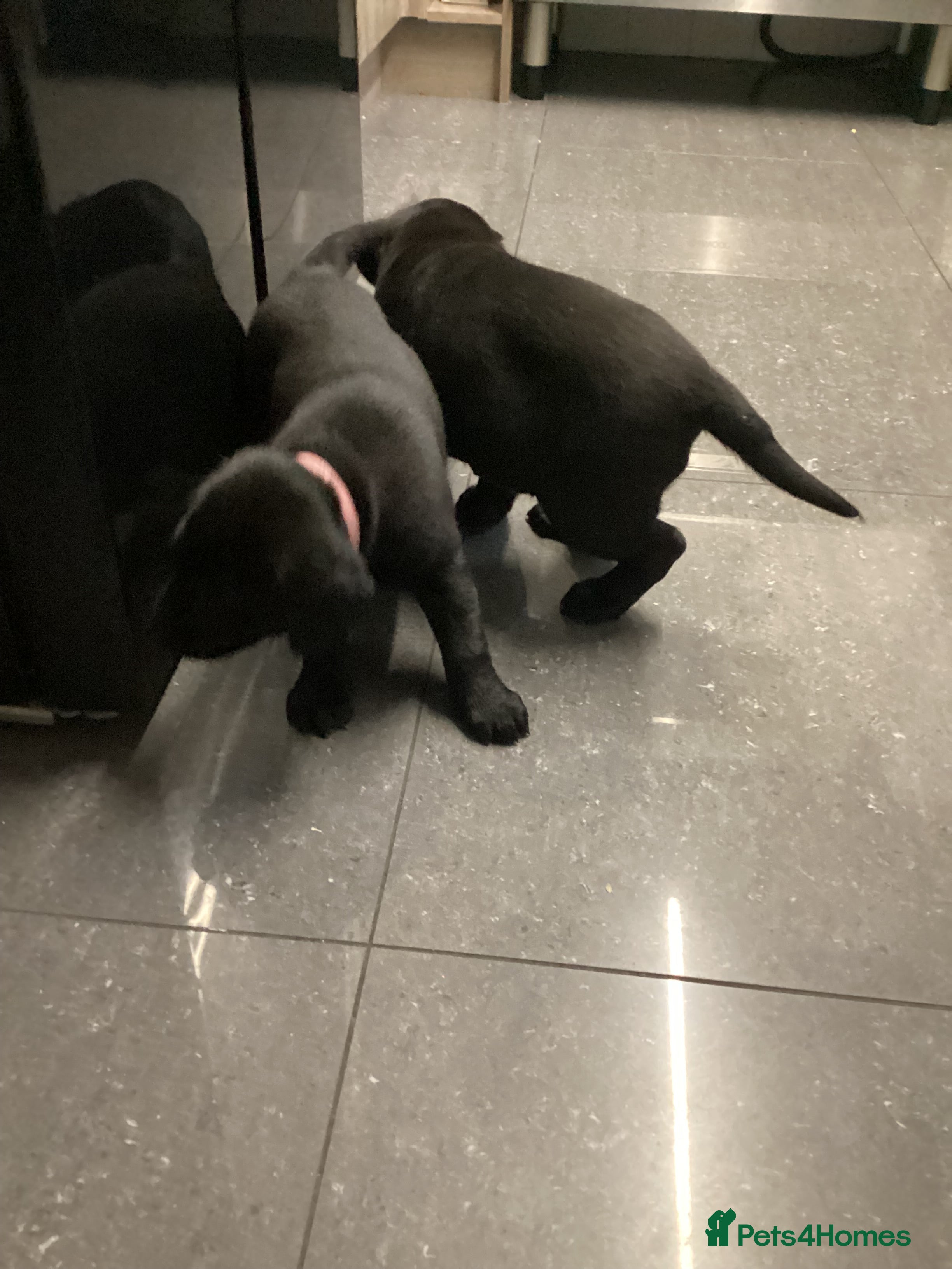 Labrador Retriever dogs Beautiful Labrador puppy’s  - Advert 16