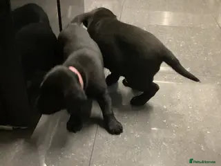 Labrador Retriever dogs Beautiful Labrador puppy’s - Advert 16