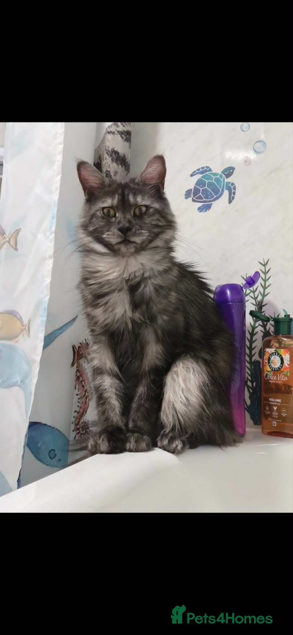 Maine Coon cats for sale: Maine Coone Kittens - Advert 1
