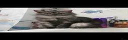 Maine Coon cats for sale: Maine Coone Kittens - Advert 1