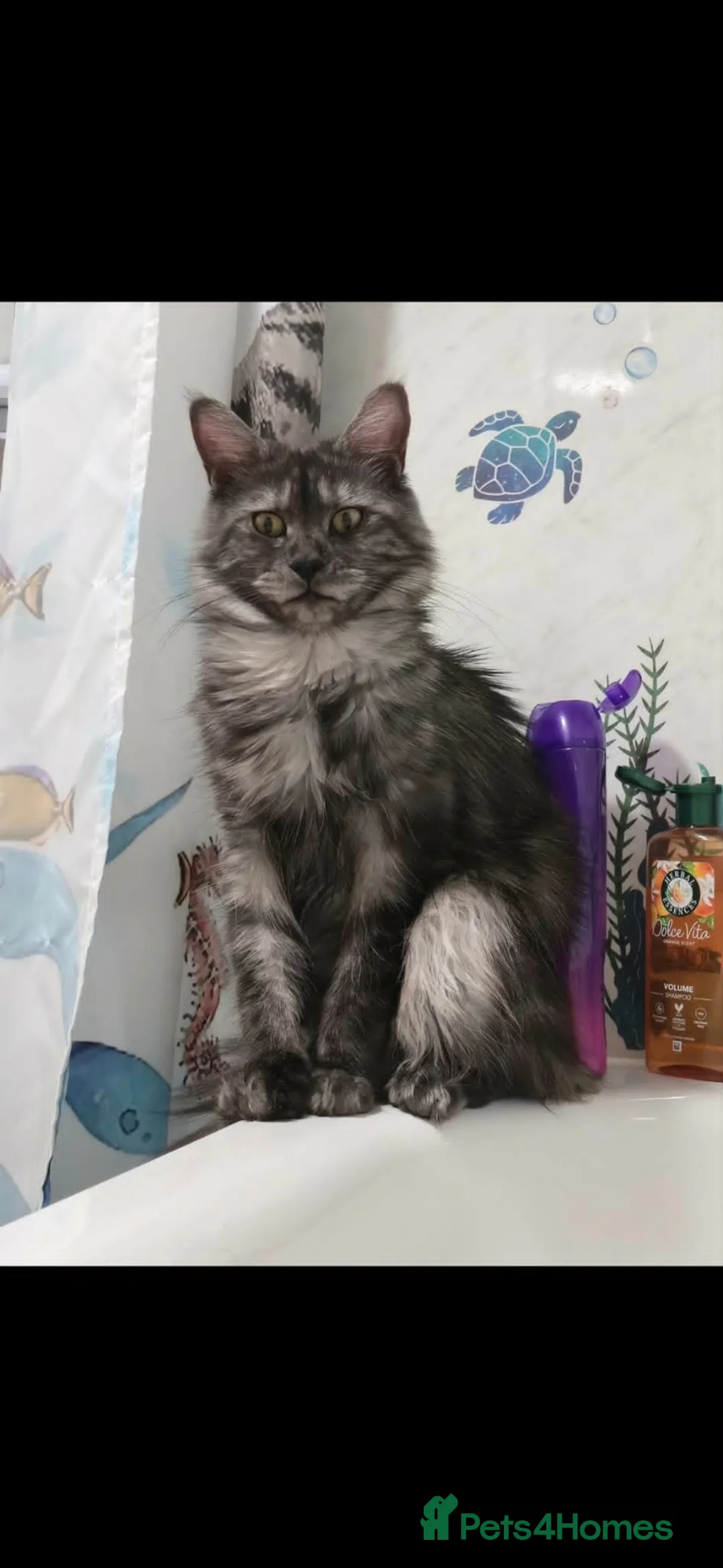 Maine Coon cats for sale: Maine Coone Kittens - Advert 1