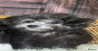 Maltipoo dogs - Advert 4