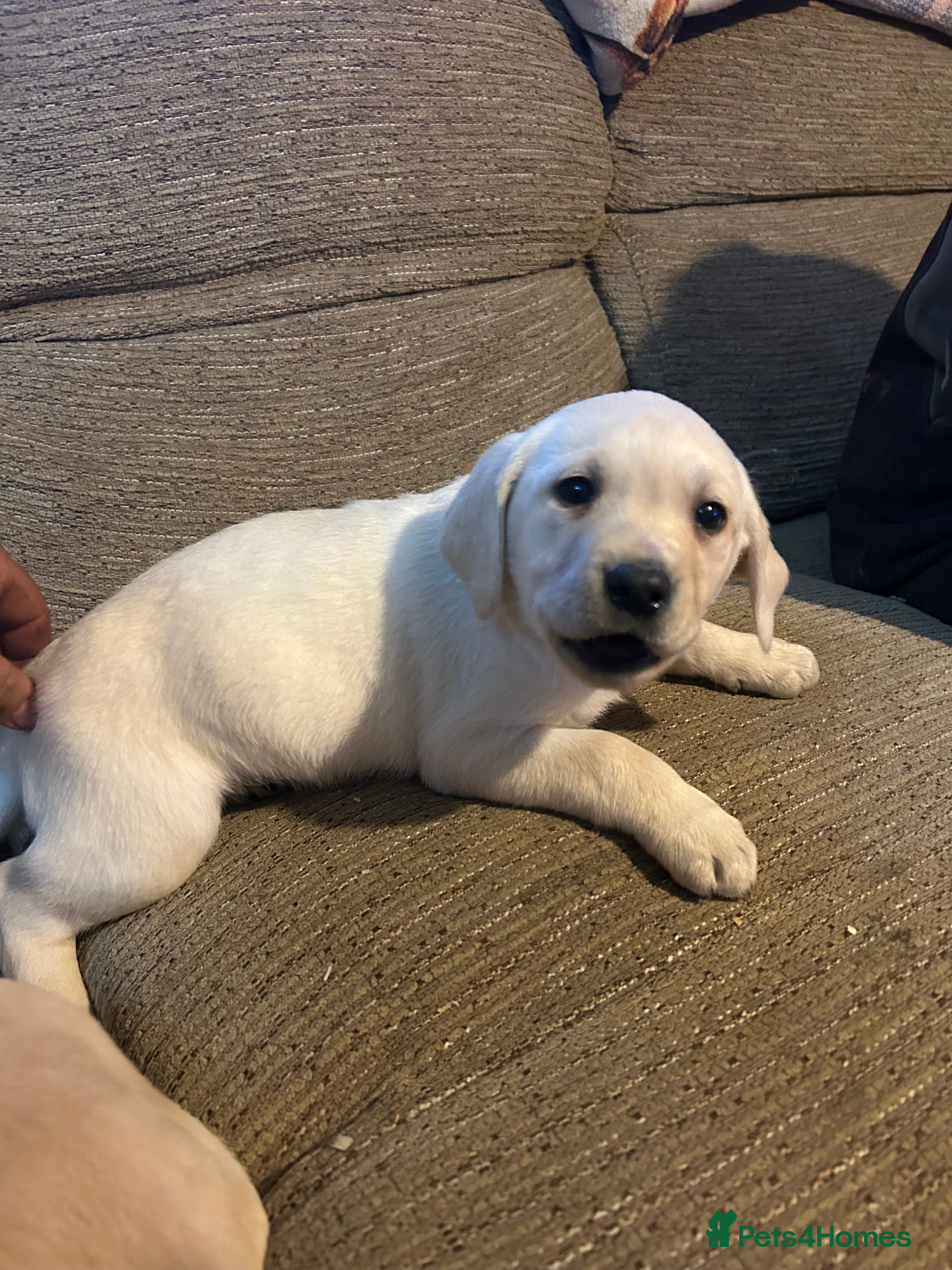 Labrador Retriever dogs Golden Labrador puppies 1 left - Advert 3