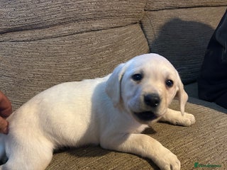 Labrador Retriever dogs Golden Labrador puppies 1 left - Advert 13