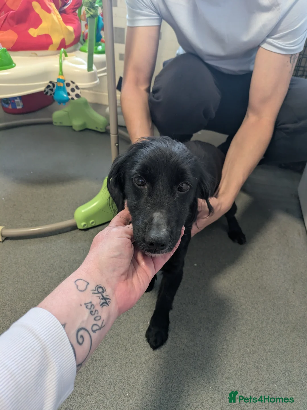 Mixed Breed dogs for sale: Female 5yr old cocker spaniel x Jack russell in Llangammarch Wells - Advert 2