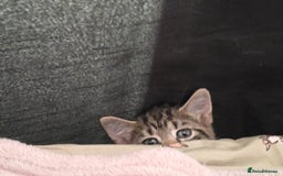 Domestic Shorthair cats for sale: 🐾Playful Kittens -Tabby or black/white🐾 - Image 11