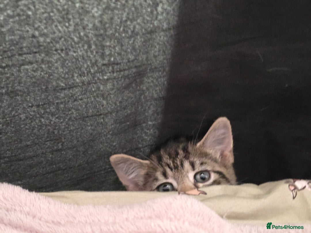 Domestic Shorthair cats for sale: 🐾Playful Kittens -Tabby or black/white🐾 - Image 11