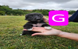 Mixed Breed dogs for sale: Girl TRI- due to unforseen circumstances - Image 22
