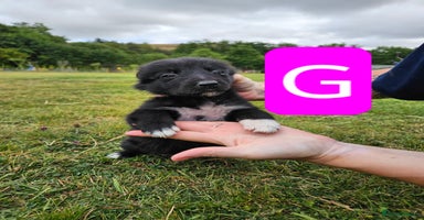 Mixed Breed dogs - Advert 4