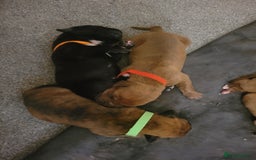 Mixed Breed dogs for sale: Douge de bordeaux x Presa Canerio  - Image 3