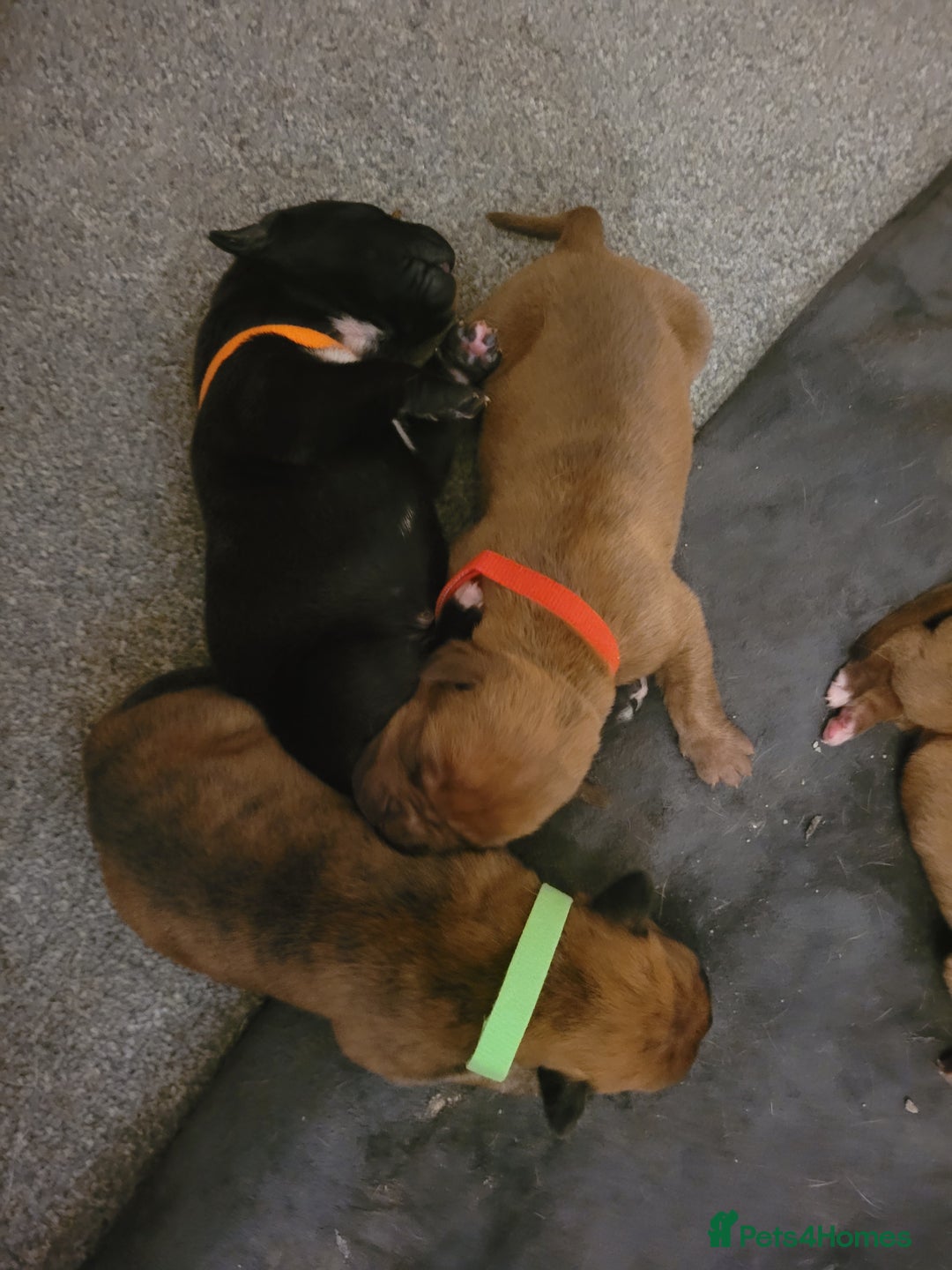 Mixed Breed dogs for sale: Douge de bordeaux x Presa Canerio  - Image 3