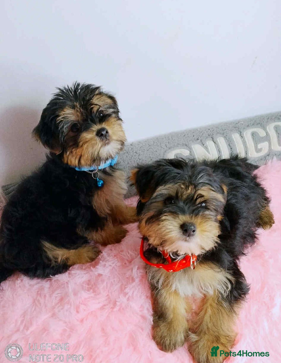Yorkshire Terrier dogs for sale: 🐾Gorgeous yorkshire terriers puppies  - Advert 1