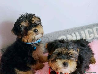 Yorkshire Terrier dogs 🐾Gorgeous yorkshire terriers puppies - Advert 1