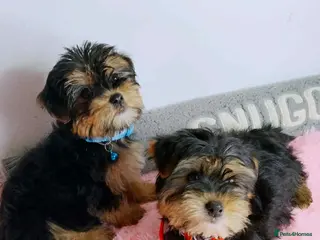 Yorkshire Terrier dogs 🐾Gorgeous yorkshire terriers puppies - Advert 2