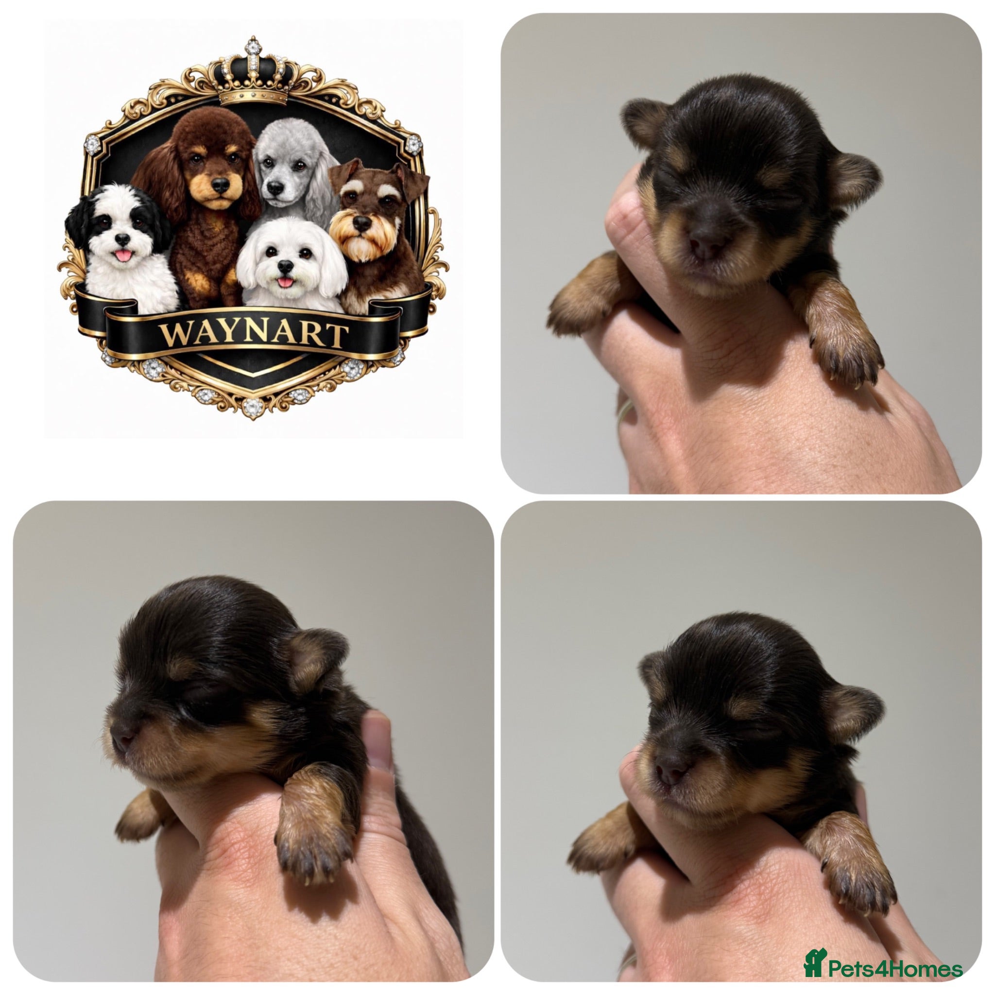 Chipoo dogs 💎 EXQUISITE TINY CHIPOO PUPPIES AVAILABLE 💎  - Advert 2