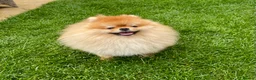Pomeranian dogs for stud: POMERANIAN  MALE FOR STUD - Advert 1