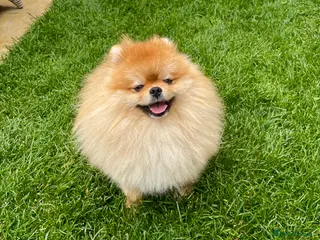 Pomeranian dogs POMERANIAN MALE FOR STUD - Advert 11