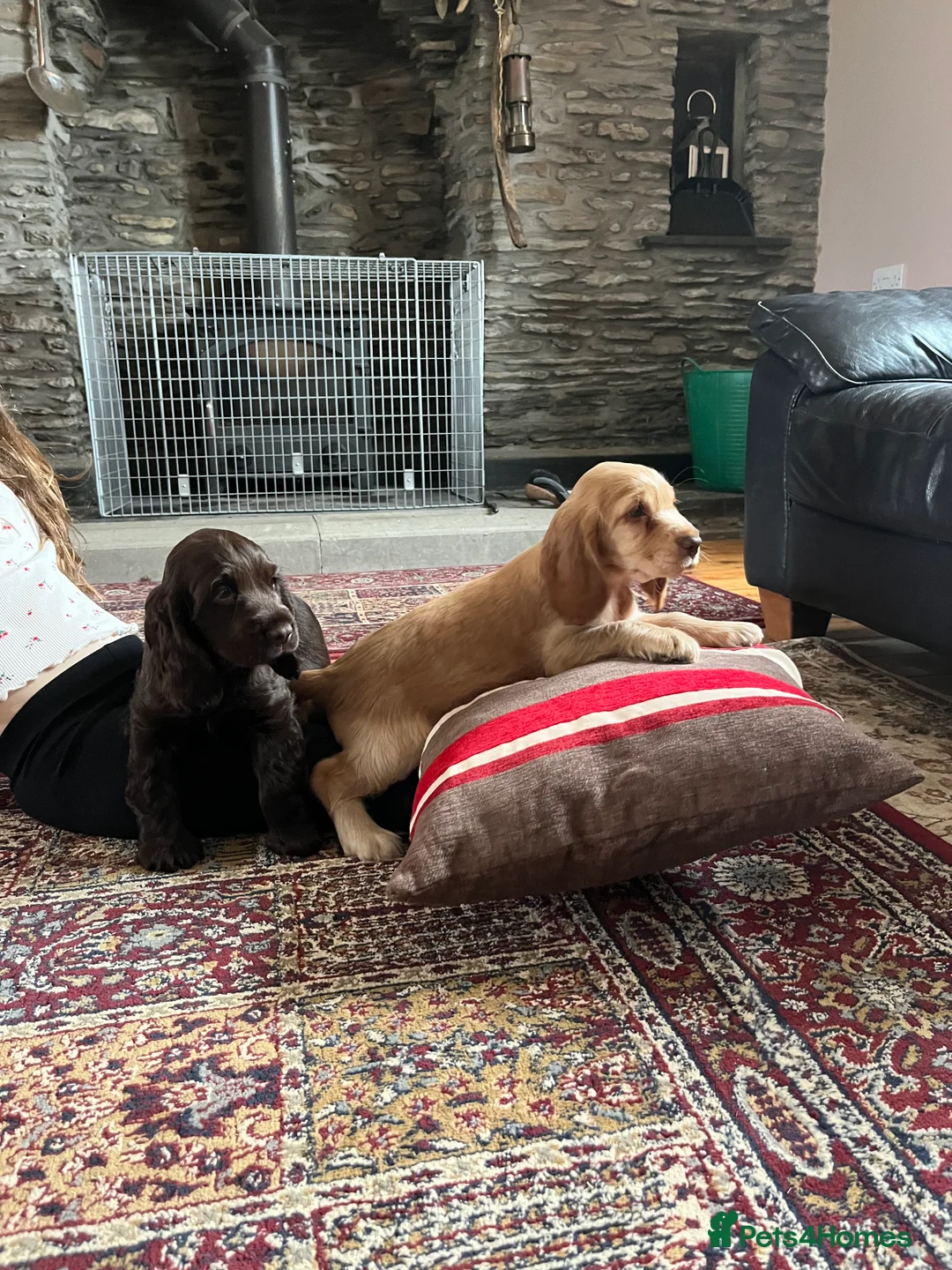 Cocker Spaniel dogs for sale: Health tested KC show type cocker 🐶 ⭐️  - Advert 3