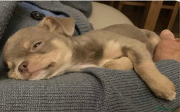 Chihuahua dogs for sale: Chihuahua Lilac & Tan Boy. - Image 4