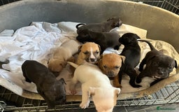 Staffordshire Bull Terrier dogs for sale: Beautiful Staffy pups  in Shrewsbury - Image 17