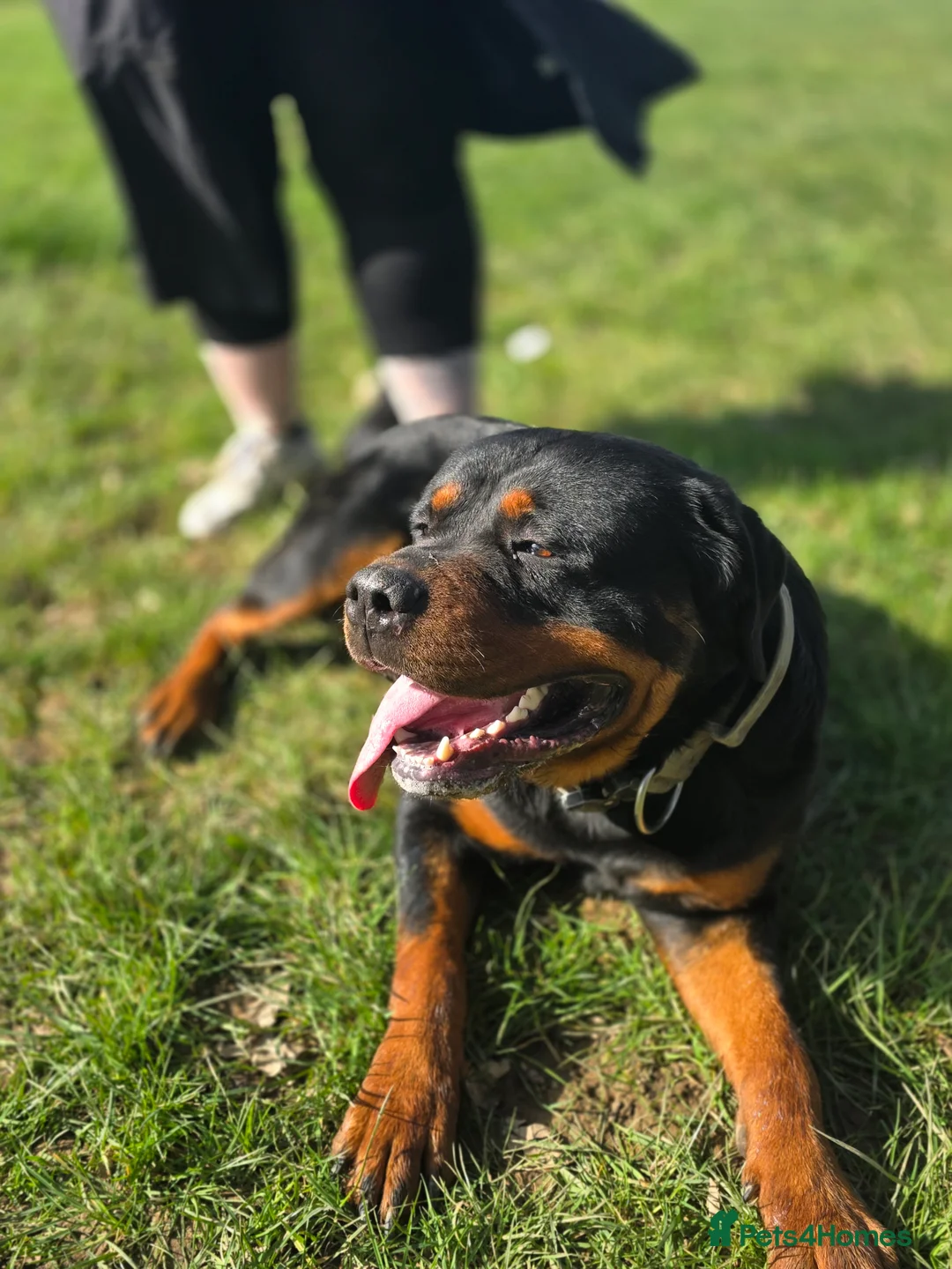 Rottweiler dogs for sale: 2½ Year Old Pure American Rottweiler in Horley - Advert 2