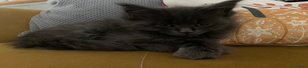 Maine Coon Kitten 2