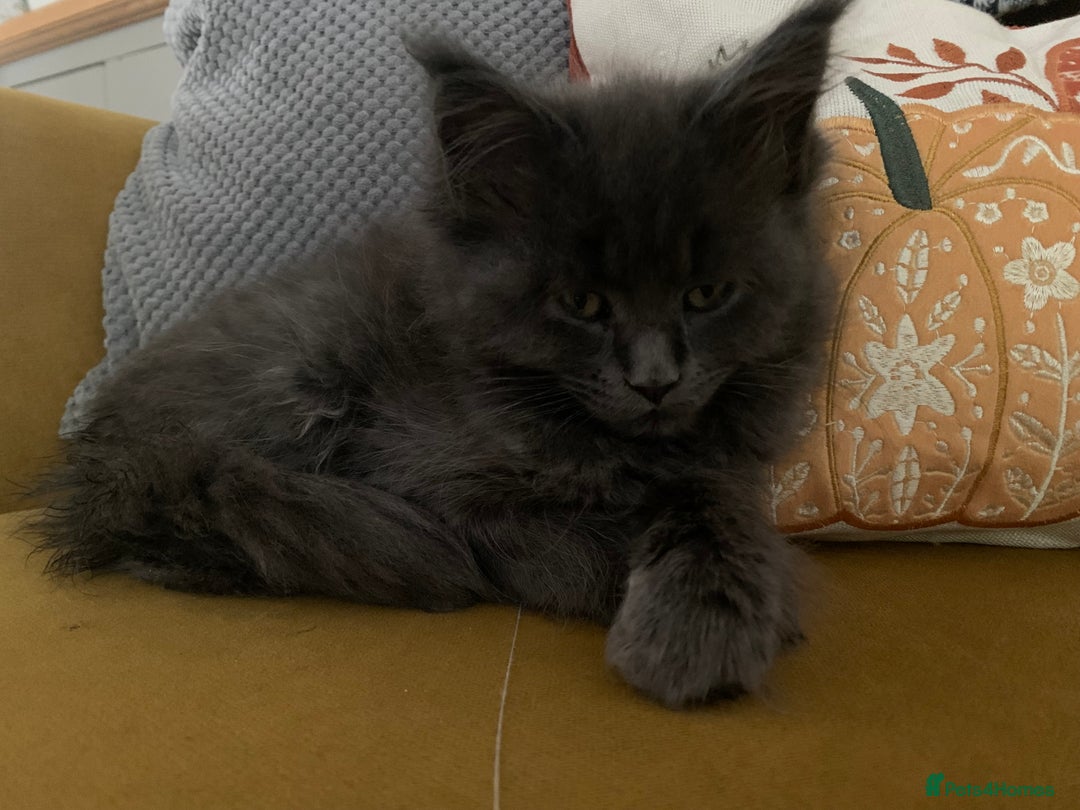 Maine Coon cats for sale: Stunning championship Maine coons for sale - Image 13