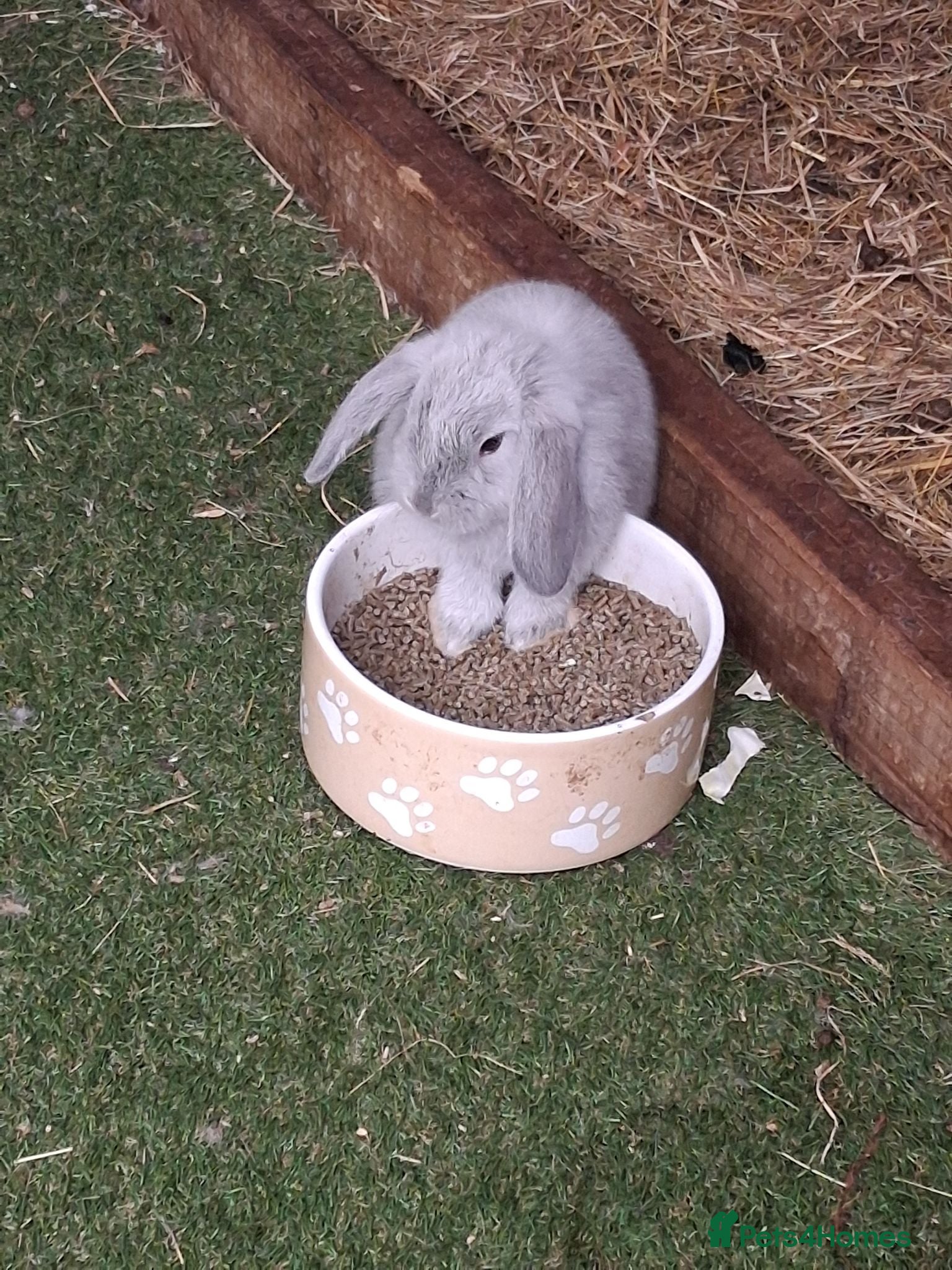 Mixed Breed rabbits Miniature lop/french lop - Advert 2