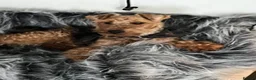 Welsh Terrier dogs for sale: Stunning litter of Welsh terrier puppies  - Advert 8