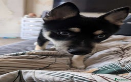 Pomsky dogs for sale: Gorgeous Male Pomsky aged 6 months ❤️ - Image 3