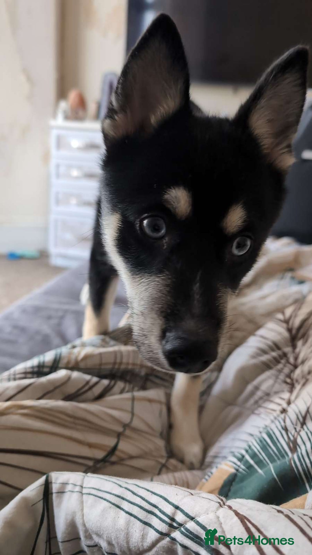 Pomsky dogs for sale: Gorgeous Male Pomsky aged 6 months ❤️ - Image 3