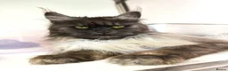 Maine Coon cats for sale: Maine coon kittens available to reserve  - Advert 4