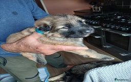 German Shepherd dogs for sale: German shepherd puppies  - Image 5
