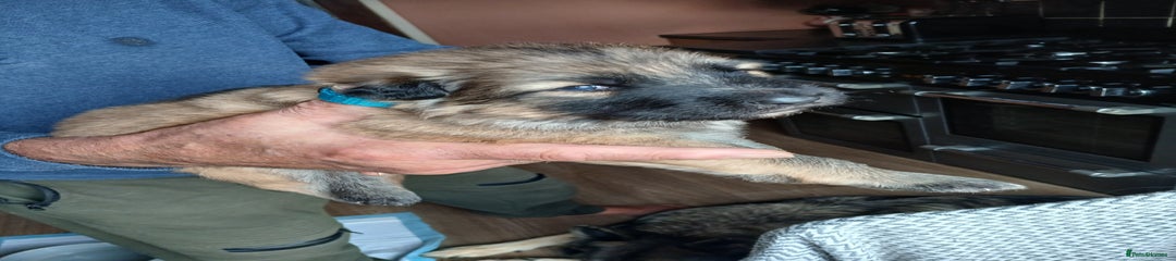 German Shepherd Puppy 4