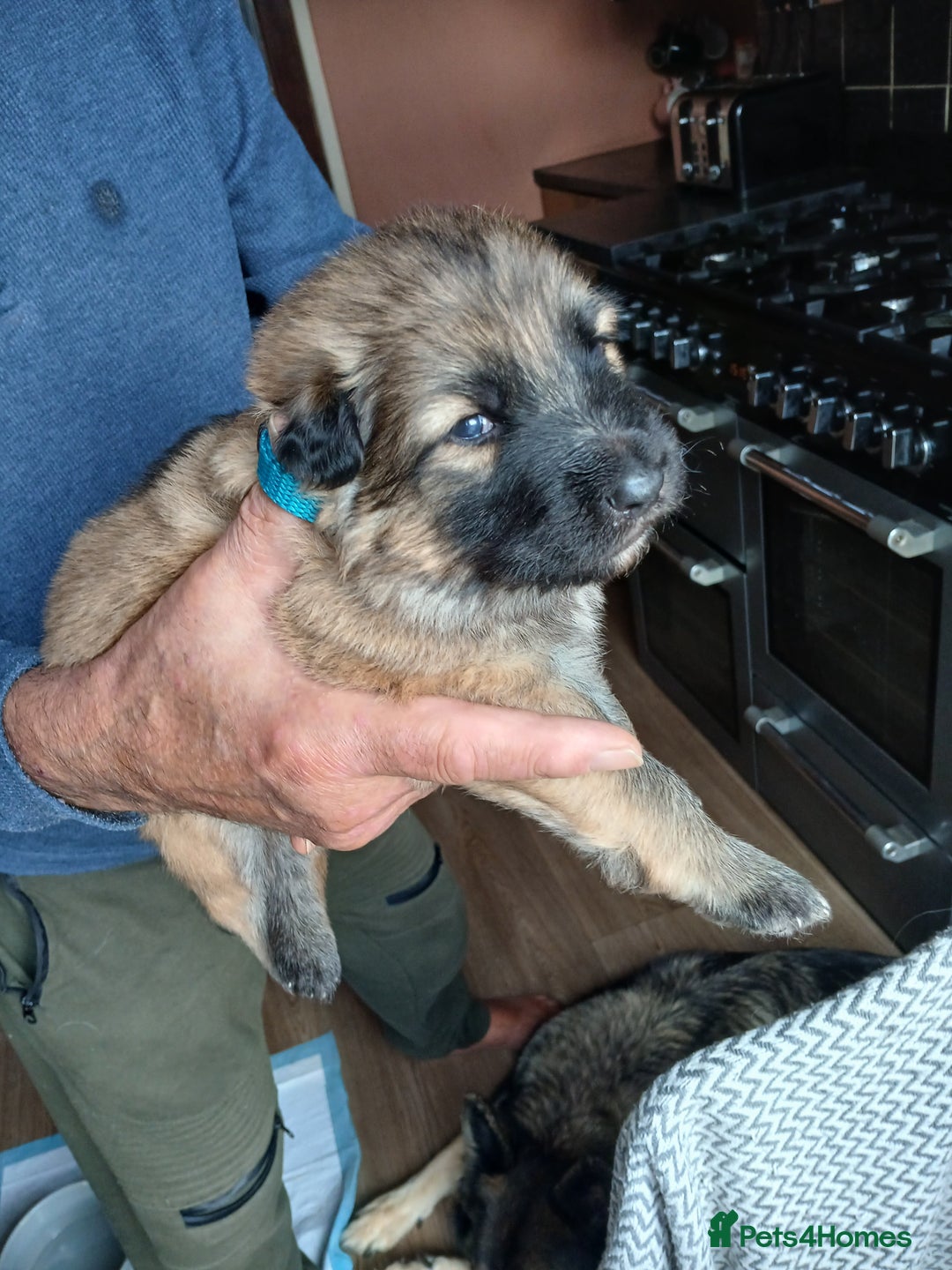 German Shepherd dogs for sale: German shepherd puppies  - Image 5