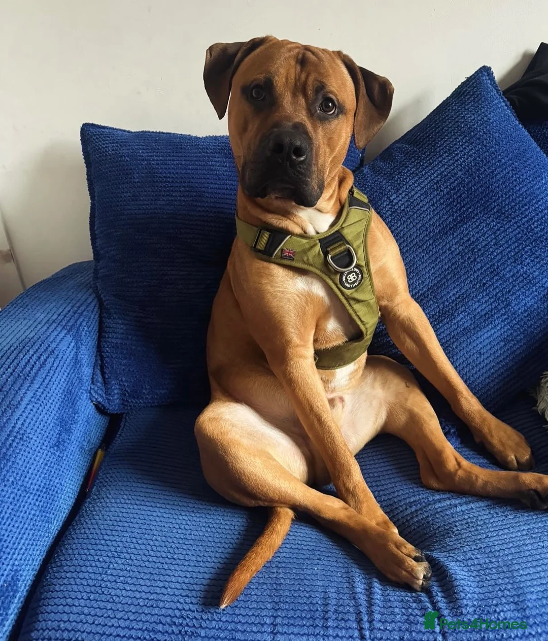 Mixed Breed dogs for sale: Boerboel cross, loyal male experienced homes only - Advert 1