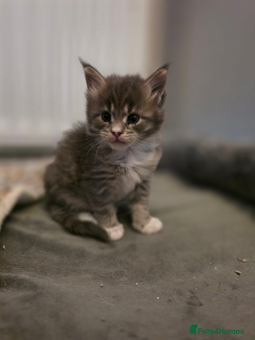 Maine Coon cats for sale: Beautiful Maine Coon Kittens 4 boys/2girl  - Advert 11