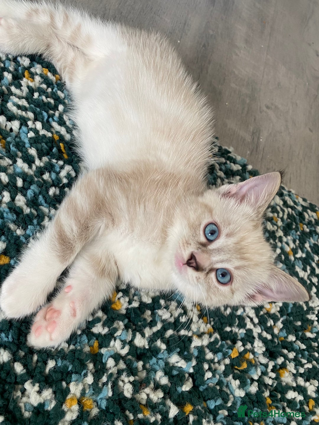 Ragdoll cats for sale: 3 cute boys ready for reservation 🐱 - Image 4