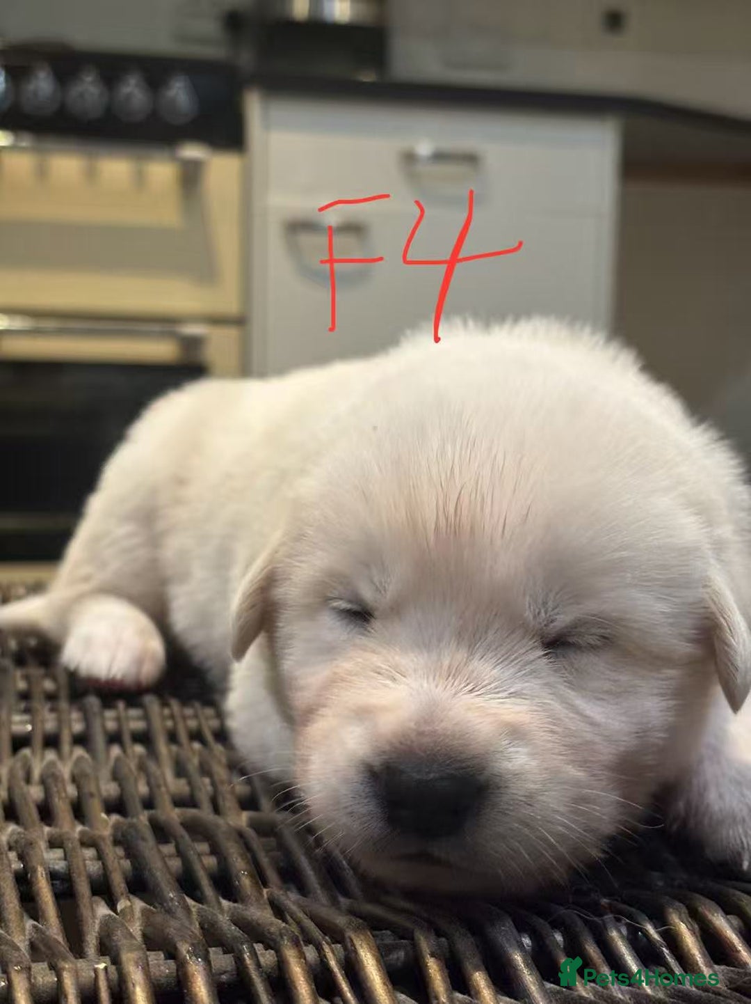 Mixed Breed dogs for sale: puppies for sale - Advert 14