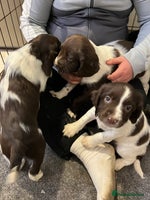 English Springer Spaniel dogs English springer spaniel puppies - Advert 9