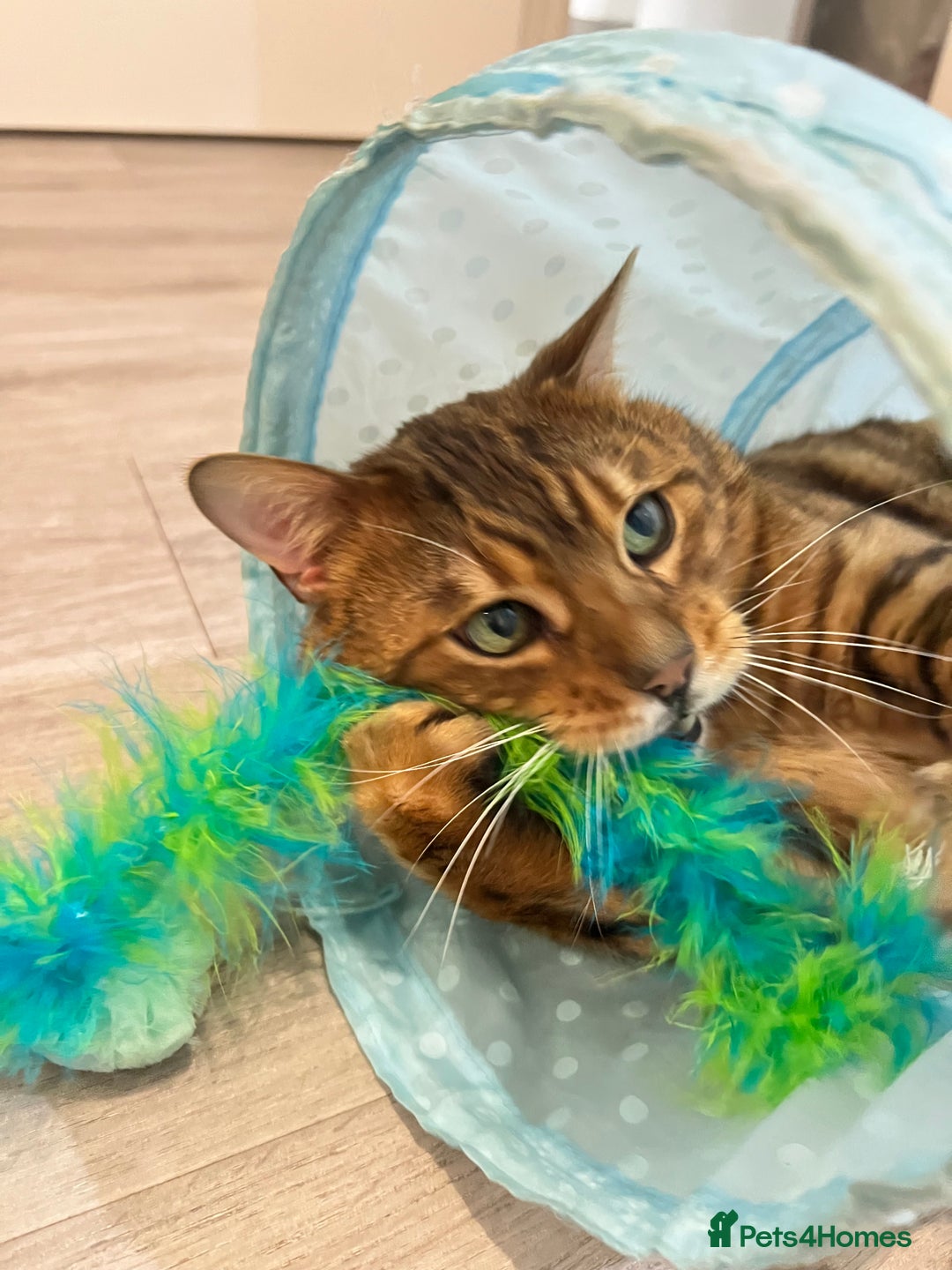 Bengal cats for sale: Loving male Bengal cat - Advert 6