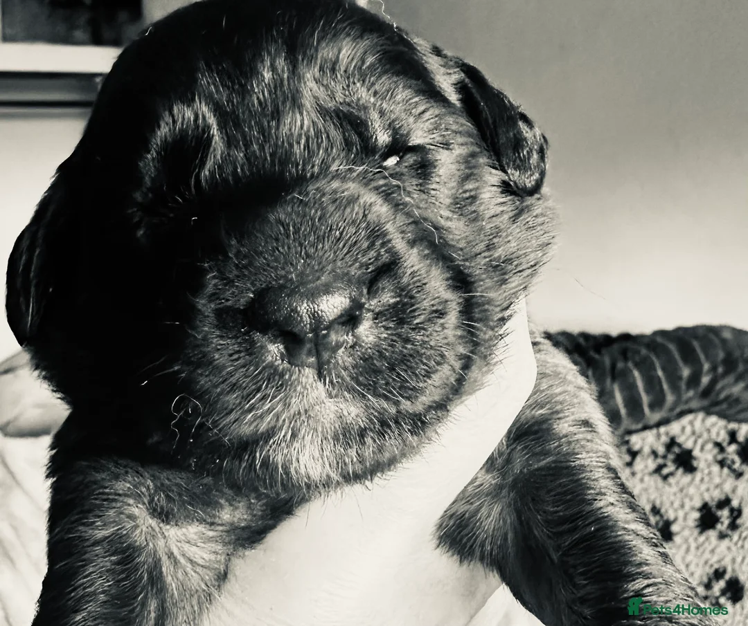 Leonberger dogs for sale: Leonberger Puppies - Advert 2