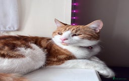 Domestic Shorthair cats for sale: Gorgeous Male Domestic Shorthair Tabby - Image 3