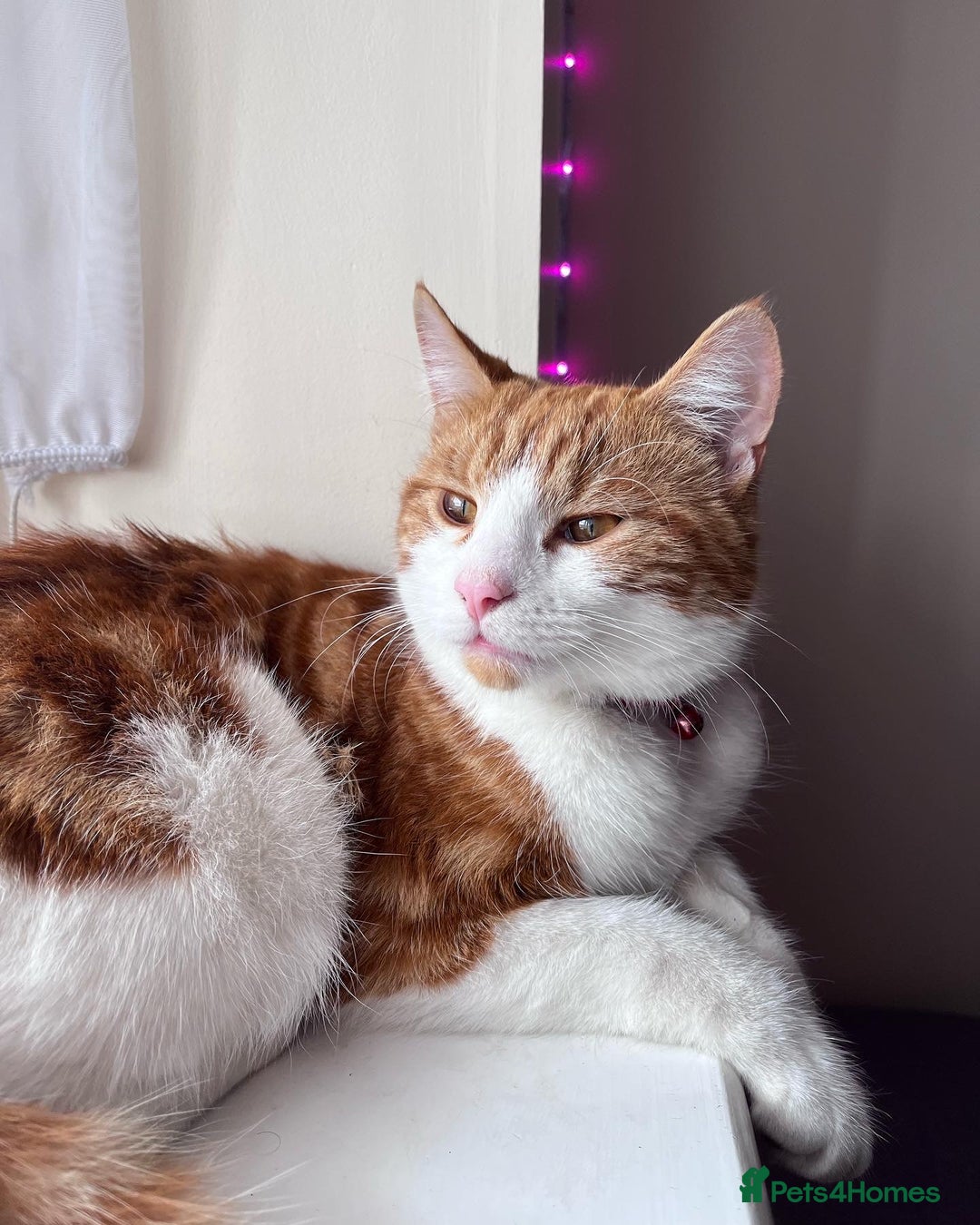 Domestic Shorthair cats for sale: Gorgeous Male Domestic Shorthair Tabby - Image 3