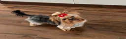 Yorkshire Terrier dogs for sale: Adorable tiny girl KC Reg 💕 - Advert 4