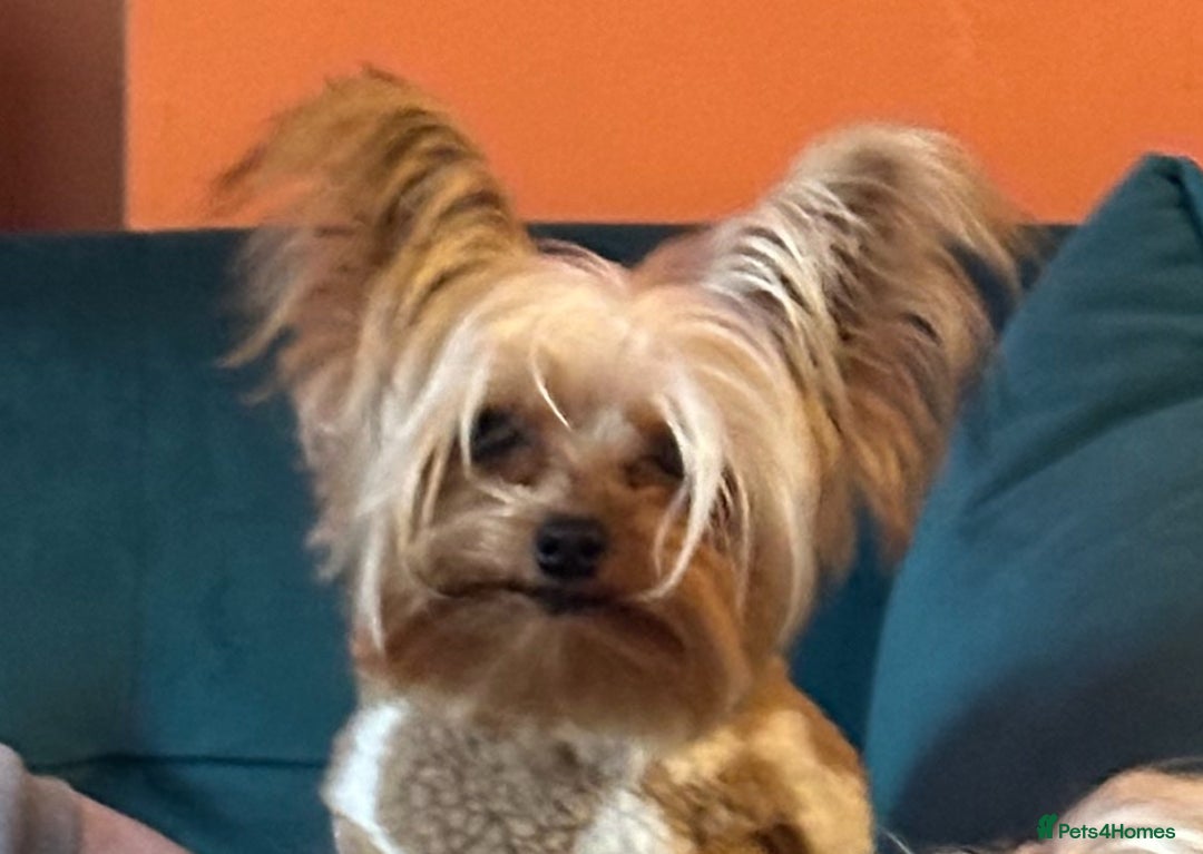Yorkshire Terrier dogs for stud: Mini Gold dust Yorkshire terrier for stud in Dagenham - Image 6