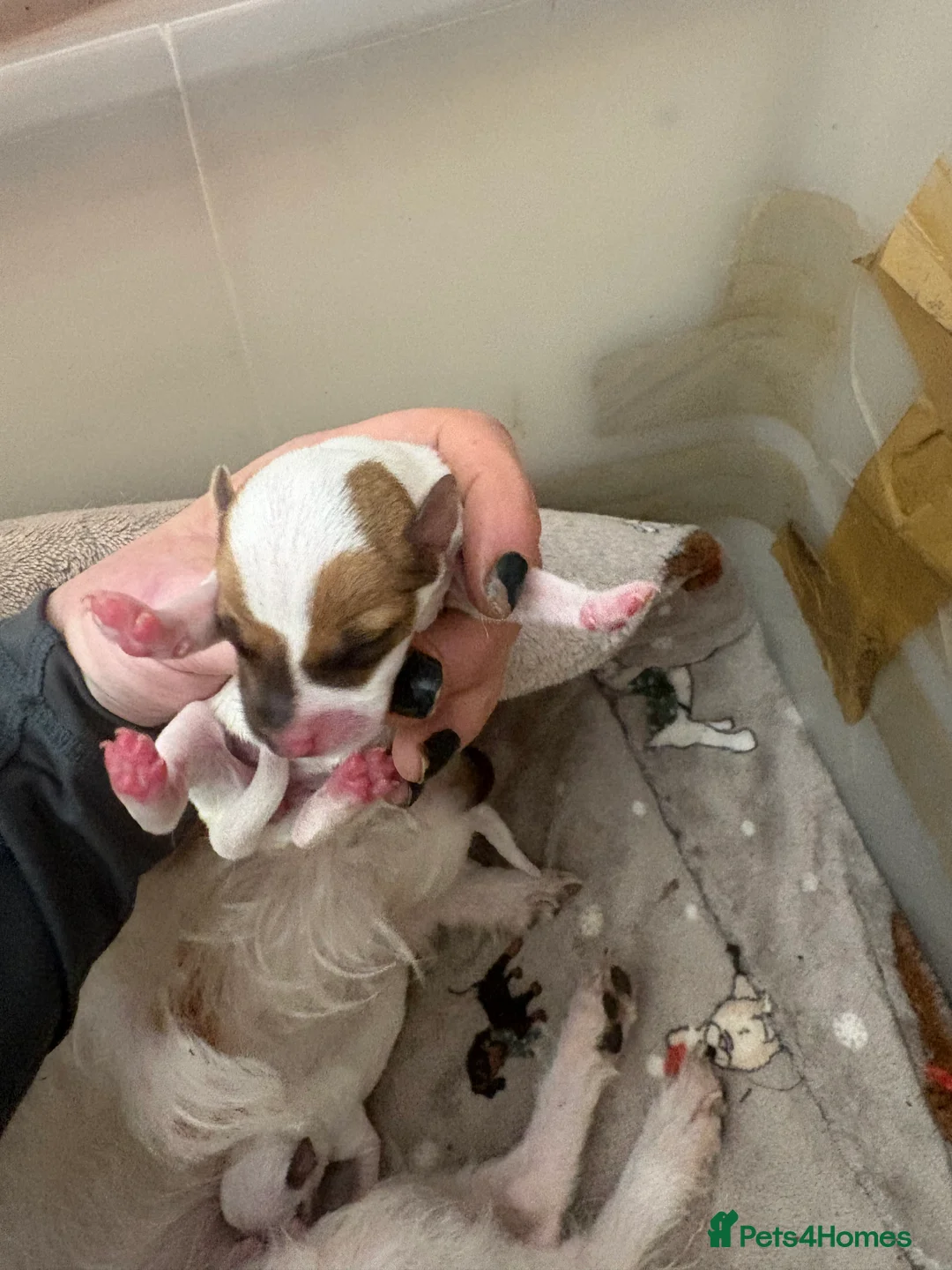 Jack Russell dogs for sale: Beautiful wire haired Jack Russell Puppies - Advert 4