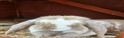 Mini Lop rabbits for sale: Mini Lop girl - Advert 3