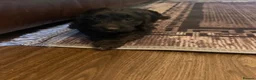 Cockapoo dogs for sale: Cockerpoo puppies  - Advert 10