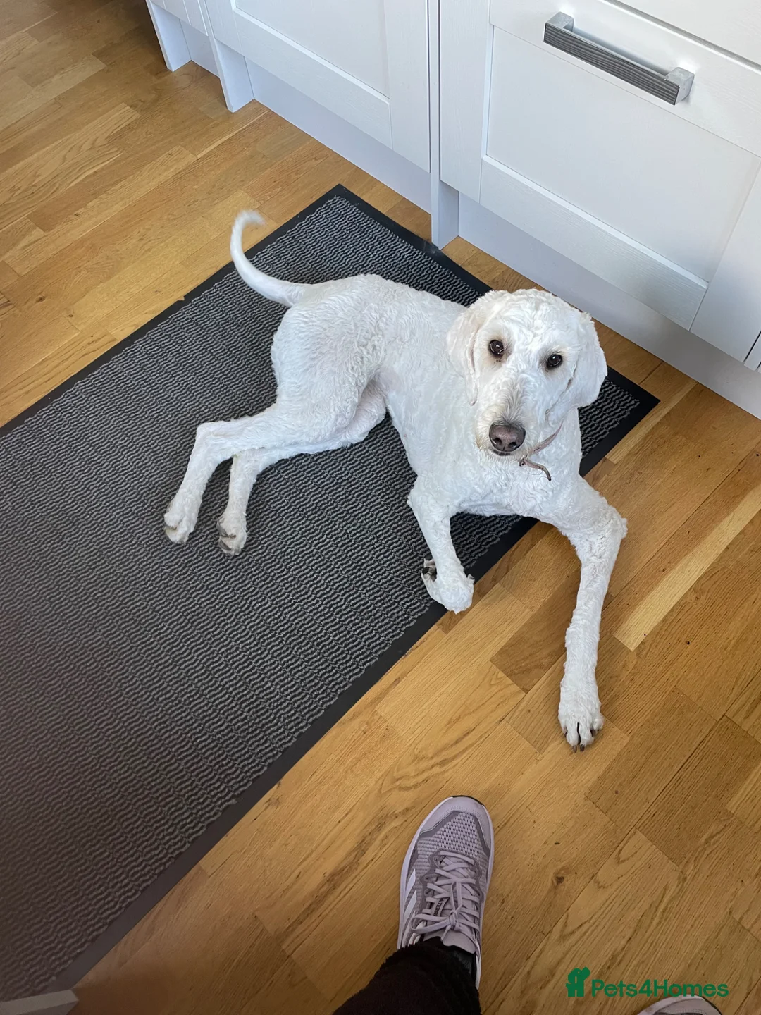 Goldendoodle dogs for sale: Female golden doodle for sale  - Advert 8